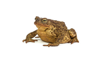 Forest toad. Green frog