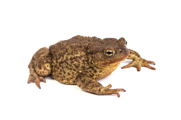 Forest toad. Green frog