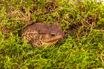 Toad is sitting on moss