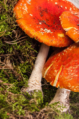 Fly agaric toadstool in moss