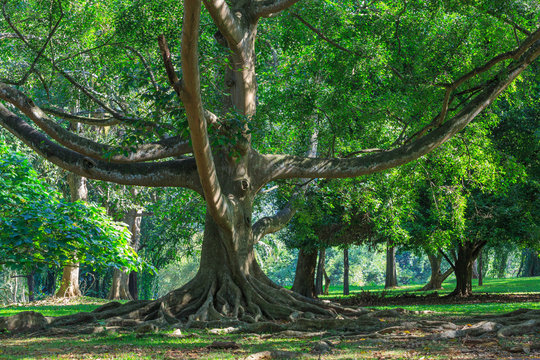 Big ficus tree
