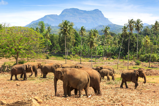 Elephants in park