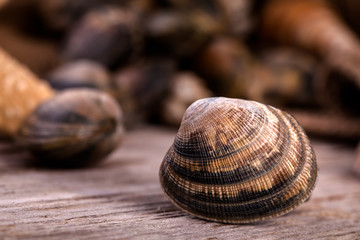 Raw Clams - Selective Focus