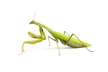 Mantis isolated on a white background