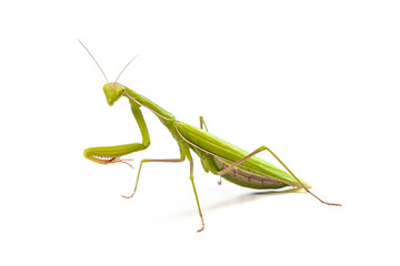 Mantis isolated on a white background