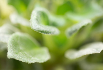 beautiful green violet leaves. macro