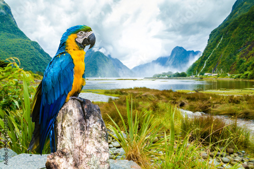 природа птицы животные попугаи Синий желтый ара без смс