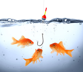 goldfish in danger - concept deception - obrazy, fototapety, plakaty