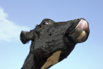 Fototapeta premium Angry Cow