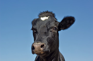 Cow Head