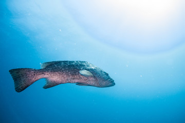 Fototapeta premium Sea of cortez grouper