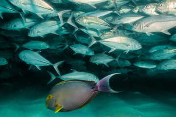 Trevally baitball © leonardogonzalez