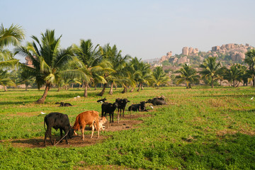 Naklejka na ściany i meble Cows in a field india