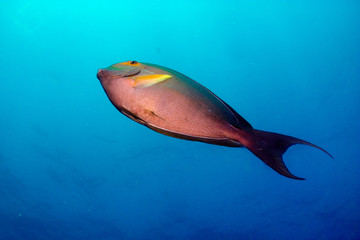 surgeonfish