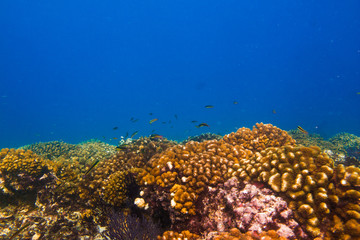 Naklejka na ściany i meble The reef at the sea of cortez