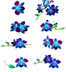 purple orchids