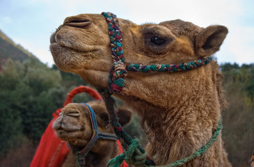 Camel on mountains