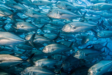 Trevally baitball © leonardogonzalez