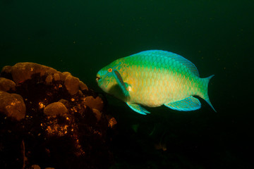 Fototapeta premium Parrotfish