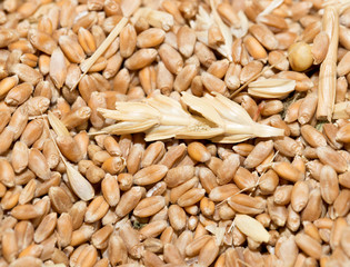 Wheat background view from the top