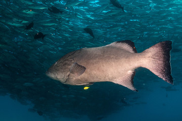 Fototapeta premium Sea of cortez groupers