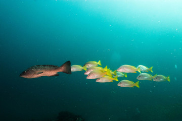 Fototapeta premium Sea of cortez groupers