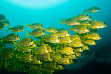 Fototapeta premium panamic porkfish