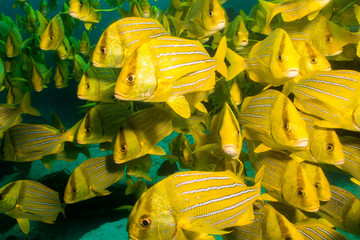 Fototapeta premium panamic porkfish