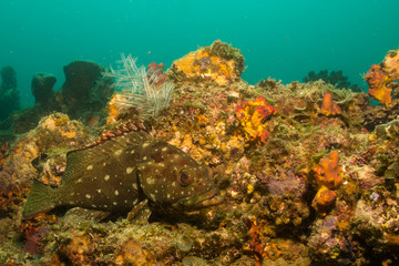 Naklejka na ściany i meble Morza Corteza groupers