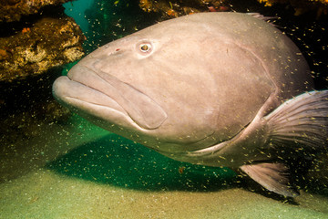 Sea of cortez groupers
