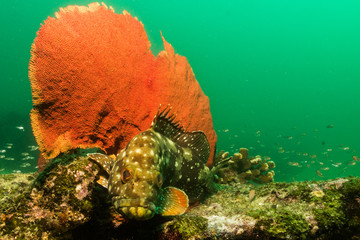 Fototapeta premium Sea of cortez groupers