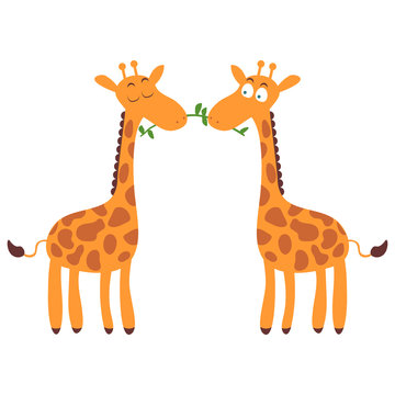 Two cute giraffes in love