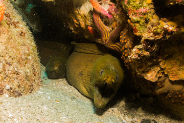 Fototapeta premium moray eel, Cabo Pulmo