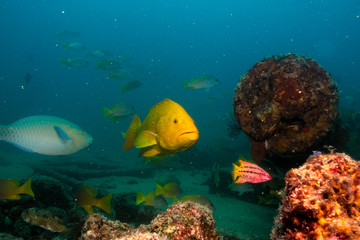 Fototapeta na wymiar The reef at the sea of cortez