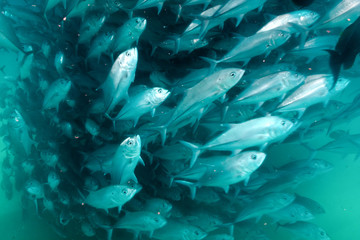 Trevally baitball © leonardogonzalez