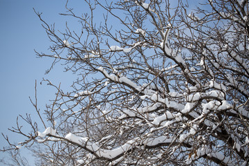 snow on the bare branches of a tree