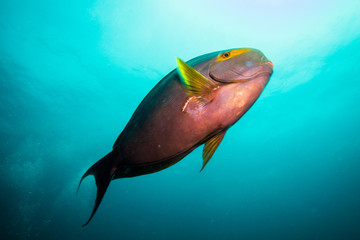 surgeonfish