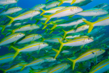 Fototapeta premium Goatfish