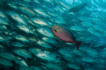 Trevally baitball © leonardogonzalez