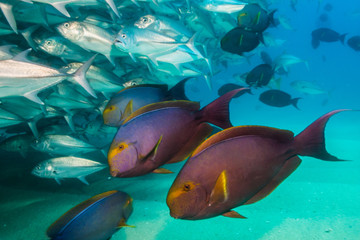 Fototapeta premium surgeonfish