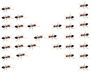 military detachment of ants on a white background. macro