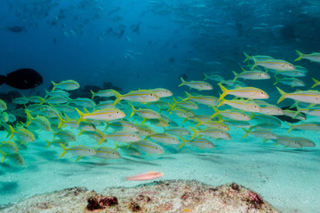 Fototapeta premium Goatfish