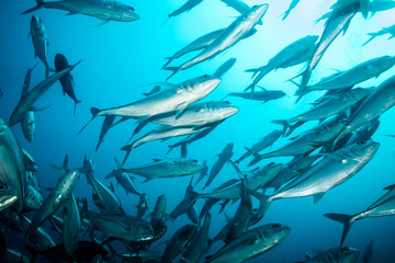 Trevally baitball © leonardogonzalez
