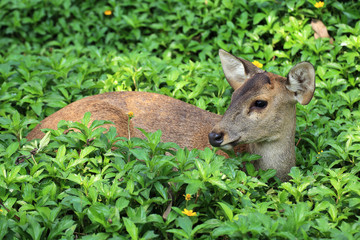 Deer