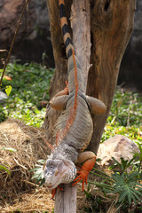 Iguana are climbing down