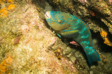 Parrotfish