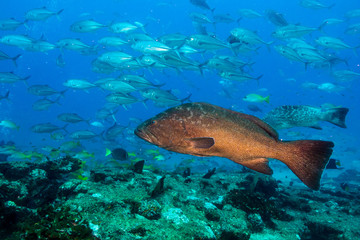 Sea of cortez groupers