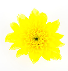 Yellow flower