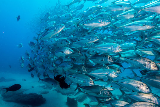 Trevally baitball