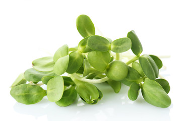 Green young sunflower sprouts isolated on white